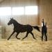 Horze Lunging Surcingle - Black Nylon - Pony Size - Buy Online on GoSupps.com