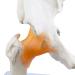 Science Resource S08400 Classic Functional Hip Joint Model | Articulates with Life-Like Flexible Ligaments | Features Femur Hip Bone & Surrounding Ligaments | W Manual - Buy Online on GoSupps.com