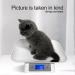 Digital Pet Scale for Small Animals - Mindpet-Med | Accurate 1g 15kg Capacity | Ideal for Kittens & Puppies (Gray) - Buy Online on GoSupps.com