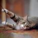 Professional Strength Ultimate Cat & Kitten Cleaning Pack - Buy Online on GoSupps.com
