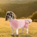 Winter Warm Dog Princess Dress | Soft Knitted Wool Sweater for Pets | Turtleneck Winter Clothing for Dogs & Cats - Pink S-P - Buy Online on GoSupps.com
