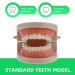 Ultechnovo 6-Sentence Dental Teaching Material | Oral Cavity Model & Brain Toys for Effective Teeth Brushing - Buy Online on GoSupps.com