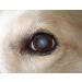 Buy Genuine Pharmaceutical Grade Castor Oil Eye Drops | International Shipping Available - Buy Online on GoSupps.com