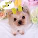 NA NA 20Pcs Dog Hair Bows Hair Clips Bow Pattern Hair Clips Set Pet Dog Cat Hairpin Pet Grooming Products Puppy Grooming Hair Accessories for Puppies Cats and Other Small Pets (Random Color) - Buy Online on GoSupps.com