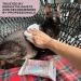 Buy Kotomoda Wet Wipes with Panthenol for Sphynx Cats - Daily Use 10 Pack (150 Pieces) - Soft Gentle & Effective Care - Buy Online on GoSupps.com