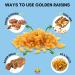 Amrita Golden Raisins 1 lb - No Added Sugar, Naturally Sweet, Gluten Free Dried Sultanas - Freshly Packed in Resealable Bag - Yellow & White Raisins, Vegan & Healthy Snacks - 1 Pound (Pack of 1) - Buy Online on GoSupps.com