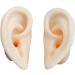 Soft Silicone Ear Model - Artificial Simulation Human Ear - Ear Acupuncture Point Model - for Acupuncture Studs Earring Earphone Bluetooth Headset Display Props - Buy Online on GoSupps.com