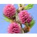 Larch n 19 Fleur de Bach farmaflor 1 Flacon Comtpe Gouttes 10ml - Made in Italy - Buy Online on GoSupps.com
