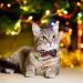 YUJUN 3Pack Christmas Cat Collars with Bow tie and Bell - Adjustable Plaid Snowflake Collar for Kittens - Breakaway Buckle Safety for Puppy - Buy Online on GoSupps.com