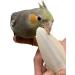 Pack of 4 Medium Cuttlebones for Birds, Tortoise, Snails, and Parakeets - Calcium Block Alternative for All Breeds - 3.5 to 4 Inches - Buy Online on GoSupps.com