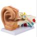 Human Ear Model 3D Model of Ear Display Outer Middle Inner Ear Model with Base 4 Times Enlarged Human Ear Medical Model for Teaching Research Biologists and Doctors