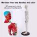 60cm Acupuncture and Muscle Anatomical Male Model Pressure Point and Meridians for Acupuncturists and Other Medical Professionals Training Teaching Education Supplies - Buy Online on GoSupps.com
