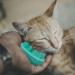 AneouLife Cat Grooming Brush with Soft Bristles - Shedding and Massage Brush for Cats & Dogs with Short, Medium, and Long Hair (Green) - Buy Online on GoSupps.com