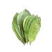JAGGY Organic Soursop Leaves (400 Leaves) Dried Whole Natural Guanabana Graviola Guyabano Leaves