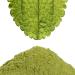 Steviapura Stevia Leaves - Pure Natural Sweet Herb Microfine Ground Vegetable Sweetener 1000g - Premium Quality for Healthy Living - Buy Online on GoSupps.com