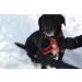 K9 Bridle - to stop your dog pulling (Medium Black) Medium Black - Buy Online on GoSupps.com