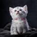 Shop Tagme Cat Neck Band - 2-Pack Reflective Collars for Kittens | Personalized Safety with Bell & Lock - Hot Pink 15-20 cm - Buy Online on GoSupps.com