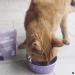Cat Sprinkles Chicken Liver Flavour - Hydrolysed Cat Food Topper (80 Servings) - Buy Online on GoSupps.com
