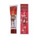 Cr me de Soulagement Musculaire 50g Gel Cr me de Massage Musculaire | Baume Gel Apaisant pour les Articulations - pour Dos paule Genou Jambe Pied Poignet Apr s l'Entra nement Routine