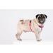CHABA Medium Dog Harness - Anti-Pull Adjustable & Comfortable Step-In Design for Running - Classic Control Harness in Fuchsia & Pink - Buy Online on GoSupps.com