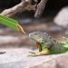 MIOYOOW 3PCS Reptile Feeding Clamp Set | Tweezers for Turtles Frogs Spiders & Lizards | Durable Reptilia Feeding Tools - Buy Online on GoSupps.com