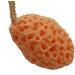 Cabilock Face Exfoliator Sponge Body Cleansing Sponge Exfoliating Bath Sponge Remover Dead Skin Facial Exfoliator Sponge Loofah Sponge Fruit Bath Sponge Bath Shower Dish Spa Miss Body Brush - Buy Online on GoSupps.com