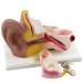 Ear Anatomy Model Expansion Display Educational Tool Teaching Model School Learning Tool Ear Model Structure