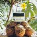 Coconut Lip Scrub 0.5 oz | Natural Sugar Exfoliator Moisturizing Coconut Oil Vegan & Cruelty-Free Eco-Friendly Gift for Self-Care - Buy Online on GoSupps.com