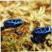 Buy Fresh Sphagnum Moss - 150g Bag for Reptiles & Terrariums | Dried Sphagnum Litter - Buy Online on GoSupps.com