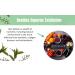 BioZyme Enzyme Peel | Natural Chemical Peel Alternative for Face & Body Exfoliation - Buy Online on GoSupps.com