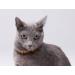 Amber Necklace for Dogs & Cats - Natural Tick & Flea Protection Collar 20cm - Buy Online on GoSupps.com