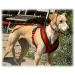 Trixie Premium Touring Harness M - Black | Sporty Dog Harness for Medium Dogs | Adjustable & Fleece Padded - Size 45-80 cm - Buy Online on GoSupps.com