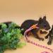 AsoCea 4-Piece Hamster Dishes & Adjustable Nylon Running Line for Guinea Pigs Chinchillas Ferrets Rats Mice & Squirrels - Ideal Pet Accessories - Buy Online on GoSupps.com