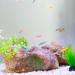 Ctpeng Aquarium Decoration Stone - Natural Look Decorative Rock & Hiding Place (25cm 13cm 7cm Resin) - Ideal Aquarium Accessories - Buy Online on GoSupps.com
