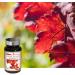 NUTRIEXPERT - Witch Hazel Red Vine - Contributes to Normal Blood Circulation - Reduces the Sensation of Heavy Legs - Promotes Circulatory Comfort - Vegan - Pack of 3 Products - Buy Online on GoSupps.com