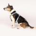 Max & Molly H-Shaped Dog Harness - Ultra-Comfortable Neoprene for Large Dogs | Padded & Lightweight Unicorn Design - Buy Online on GoSupps.com