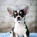 BIPY 2Pcs Dog Crown Pet Birthday Hats Cat Tiara Crown Headpiece Gold Silver Princess Rhinestone Faux Pearl Birthday Cake Topper for Medium Large Puppy Cats Doggies Party Wedding Hair Accessories - Buy Online on GoSupps.com