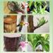 Brazilian Wood Plant Food Lucky Bamboo Liquid Fertilizer Lucky Brazilian Wood Houseplant Fertilizer Brazilian Wood Flowering Special Nutrient Solution (5pcs) - Buy Online on GoSupps.com