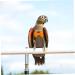 PopetPop 5-Pack Bird Diapers for Conures & Lovebirds | Neoprene Flight Suits & Cotton Urine Pads - International Shipping Available - Buy Online on GoSupps.com