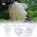 Nootropics Depot White Jelly Mushroom Capsules | 500mg | 60 Count | Tremella fuciformis - Buy Online on GoSupps.com