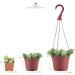 Shop Succulents | Assorted Collection of 20 Live Mini Succulent Plants | Hand Selected Variety Pack - B Standard Box - Buy Online on GoSupps.com