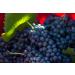 Premium Aged Balsamic Vinegar of Modena IGP Certified - 5L (169 fl oz) Mariella - Product of Italy - Bulk Packaging for Restaurants & Home Use - Buy Online on GoSupps.com