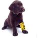 Seadesky 9 Roll Self-Adhering Vet Wrap for Dogs & Horses | Elastic Cohesive Adhesive Bandage | Self-Adhesive Pet Bandage Mix-2 - Buy Online on GoSupps.com
