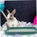 COLLBATH 2pcs Box Rabbit Toilet Bunny Supplies Rabbit Potty Trainer Bunny Train Potty Bunny Training Potty 27.00X18.80X4.00CM As Shown 1 - Buy Online on GoSupps.com