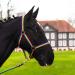 Halter for horse warmblood thoroughbred cold blood - stable -halter pasture handle 2 compartment adjustable to chin straps and neck pieces safe & tear -resistant (colorful pony) colorful pony
