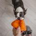 ZISHAN 2 Pcs Frisbee Dog Toy Dog Frisbee Toy Training Throw Catch Play Frisbee Dog Toy Easy To Clean and Waterproof for Outdoor Interactive Fun Toy(Color Random) - Buy Online on GoSupps.com