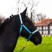 Halter for horse warmblood thoroughbred cold blood - stable halter pasture 2 compartment adjustable to chin straps and neck pieces safe & tearproof (turquoise shetland pony (shetty)) turquoise shetland pony (shetty)