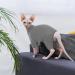 Hjyokuso Sphynx Cats Clothing | Breathable Soft Sweaters & Catwear for Sphynx Cornish Rex Devon Rex & Peterbald - Warm & Cozy Styles in XXL Gray - Buy Online on GoSupps.com