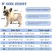 Convinite Recovery Suit for Dogs | Breathable Wound Protection After Castration | Male & Female Dog Body Suit | Adjustable Blue - Buy Online on GoSupps.com