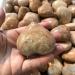 Home Natural Orange Moonstone Heart Stone Specimen Spiritual Crystal Ornament 1pcs Full of Texture (Size : 200-250g) - Buy Online on GoSupps.com